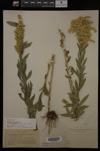 Solidago canadensis image