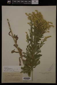 Solidago canadensis image