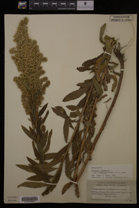Solidago canadensis image