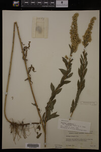 Solidago canadensis image