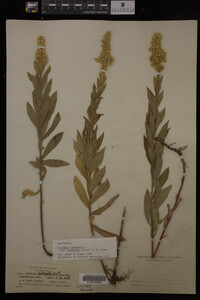 Solidago canadensis image