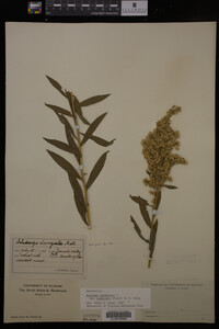 Solidago canadensis image