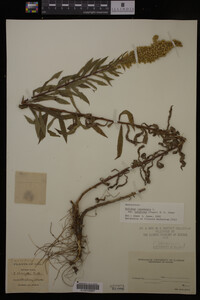 Solidago canadensis var. salebrosa image