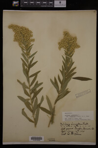 Solidago canadensis var. salebrosa image