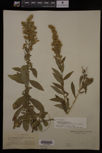 Solidago canadensis image