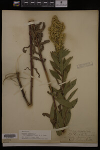 Solidago canadensis image