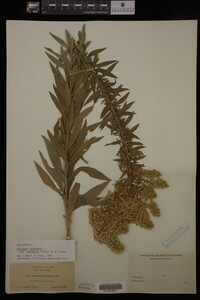 Solidago canadensis var. salebrosa image