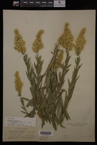 Solidago canadensis image