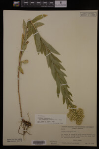 Solidago canadensis var. salebrosa image