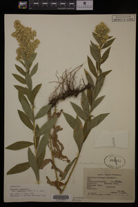 Solidago canadensis var. salebrosa image