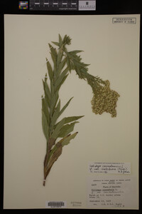 Solidago canadensis image