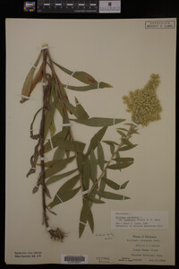 Solidago canadensis image