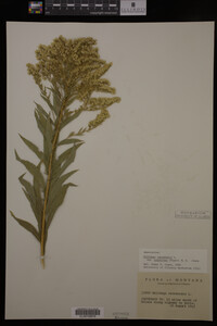 Solidago canadensis var. salebrosa image
