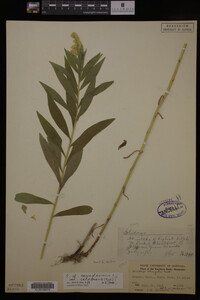 Solidago canadensis image