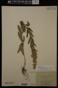 Solidago canadensis var. salebrosa image