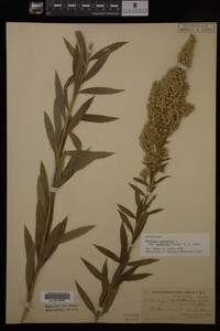 Solidago canadensis image