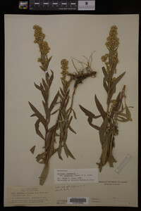 Solidago canadensis var. salebrosa image