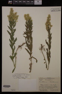 Solidago canadensis var. salebrosa image