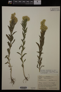 Solidago canadensis image