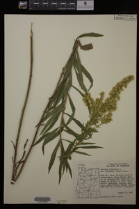 Solidago canadensis image