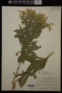 Solidago canadensis var. salebrosa image