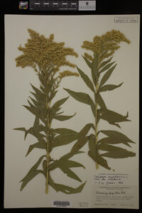 Solidago canadensis image