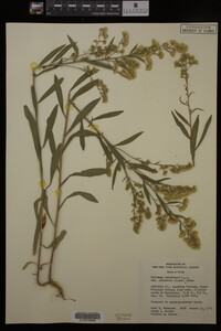 Solidago canadensis var. salebrosa image