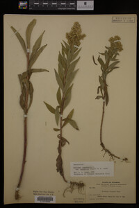 Solidago canadensis image