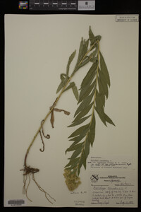 Solidago canadensis var. salebrosa image