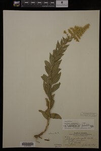 Solidago canadensis image