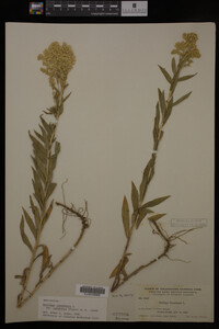 Solidago canadensis var. salebrosa image