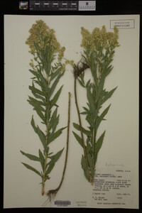 Solidago canadensis var. salebrosa image