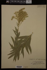 Solidago canadensis image