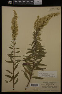 Solidago canadensis var. salebrosa image