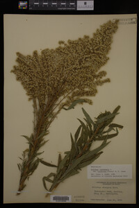 Solidago canadensis image