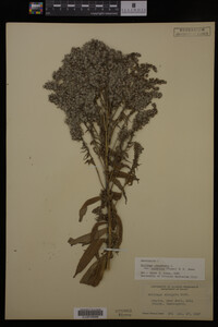 Solidago canadensis var. salebrosa image