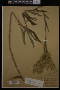 Solidago canadensis var. salebrosa image