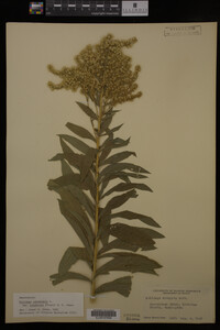Solidago canadensis var. salebrosa image