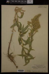 Solidago canadensis var. salebrosa image