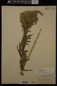 Solidago canadensis image