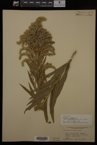Solidago canadensis image