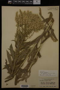 Solidago canadensis var. salebrosa image