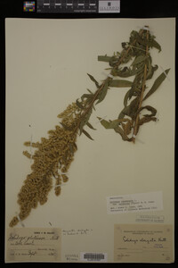 Solidago canadensis image