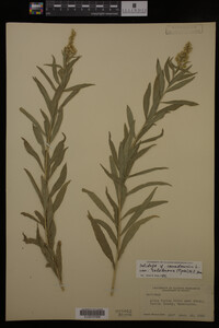 Solidago canadensis image
