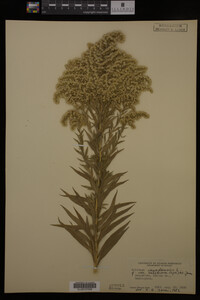 Solidago canadensis var. salebrosa image