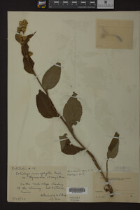 Solidago macrophylla image