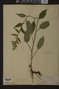 Solidago macrophylla image
