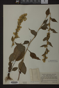 Solidago macrophylla image