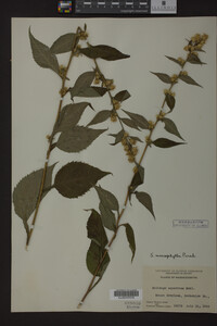 Solidago macrophylla image