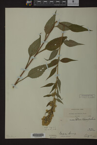 Solidago macrophylla image